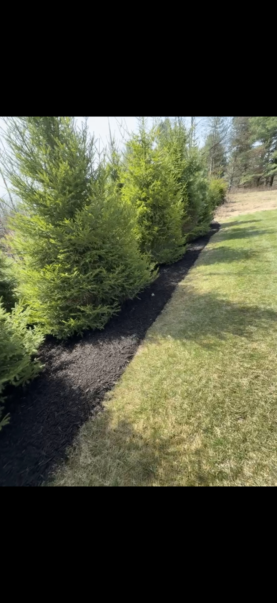 Evergreen Line Refresh — Mulching project by Crown Scapes in West Michigan